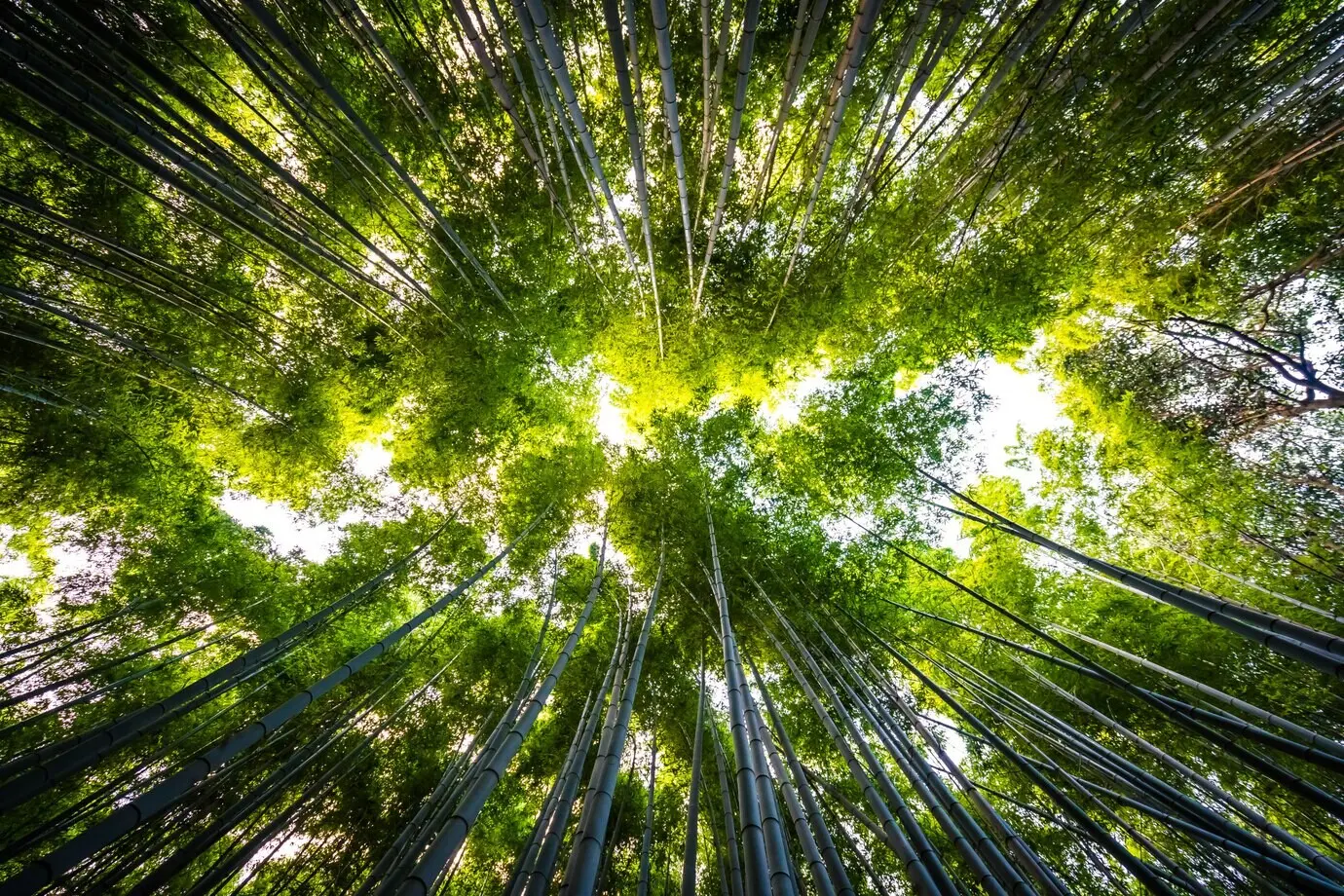 Schöne Landschaft eines Bambushains im Wald von Arashiyama in Kyoto.