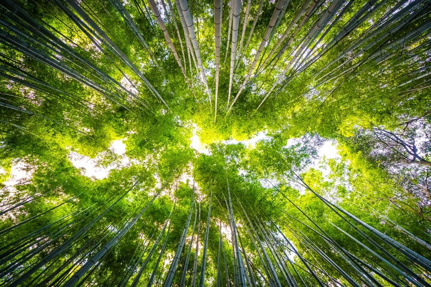 Schöne Landschaft eines Bambushains im Wald von Arashiyama, Kyoto.